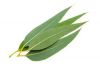 Wholesale natural organic eucalyptus essential oil with competitive price