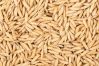 Canary Seeds - Birds Food