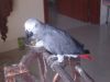 Africa Grey Parrot