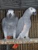 Africa Grey Parrot