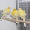 Lancashire, Yorkshire Canary Birds