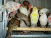 Lady Gouldian finches,Yorkshire Canary and Lancashire Canary Birds