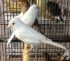 Lady Gouldian finches,Yorkshire Canary and Lancashire Canary Birds