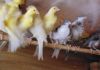 All Live Birds,canaries,Parrots,finches,lovebirds,Bird Eggs