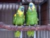 Lancashire Canary Bird