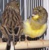 Canary Birds, Yorkshire, Lancashire,Finches, Lovebirds