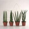 sansevieria