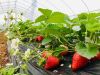 QHXN IQF Whole Strawberry- Frozen Strawberry-Grade A1