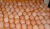 Fresh Poultry Eggs, Brown and White Table Eggs,Chicken Eggs,Hatching eggs Cobb 500 and Ross 308