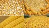Corn Gluten Meal 60 65 Protein, Yellow Corn.Maize