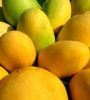 Fresh fruit,Fresh Mango,Fresh Golden Yellow Mango