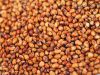 Sorghum