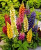 Lupins