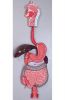 Digestive System Model...