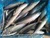 new landing pacific mackerel fish  WR for canning