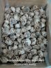 2017 new popular baby octopus raw whole clean, single flower type