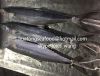 2017 frozen spanish mackerel Whole round IQF Landfrozen