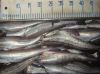 Alaska Pollock HG Wild...