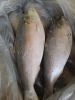 Frozen Hilsa Fish Whol...
