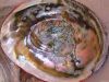 Abalone Shell