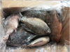 2017New Arrival Frozen Tilapia