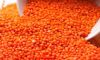 Whole Red Lentils