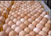 Fresh Healthy farm Eggs 