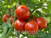 Tomato Paste, Alphonso & Totapuri mango pulps , Guava white and Pink