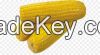 Sweet Yellow Maize