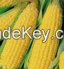 Corn