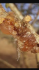 Gum Arabic