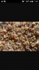 Sesame seeds