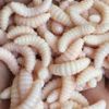 50PCS 2cm 0.3g maggot ...