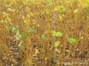 Soybean
