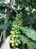 Green Coffee Beans