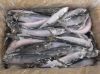 We Have Available Frozen  Mackerel Fish, Frozen Ribbon Fish, Hairtail Fish, Tilapia Fish, Sardine Fish, Tuna Fish, Shrimp,