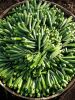 Okra (Okro) Seeds