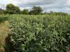 Okra (Okro) Seeds