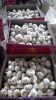 Chinese Natural 5.5cm Red Garlic Loose Packing In 10kg Carton Box