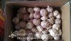 Chinese Natural 5.5cm Red Garlic Loose Packing In 10kg Carton Box