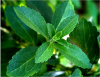 Organic Stevia Extract...