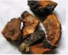 Chaga extract