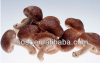 Shiitake Mushroom extract