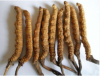 Cordyceps extract