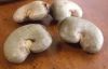 Raw cashew nuts 