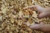 Eucalyptus Wood Chips