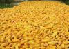 Corn harvested