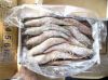 Frozen Grade  A COD , Cod bladder / Moon Fish / Frozen Moon Fish