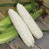 100% Dried White Corn for Sale