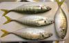Yellow Tail Scad